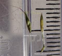  Sessile and Pedicelled Spikelets